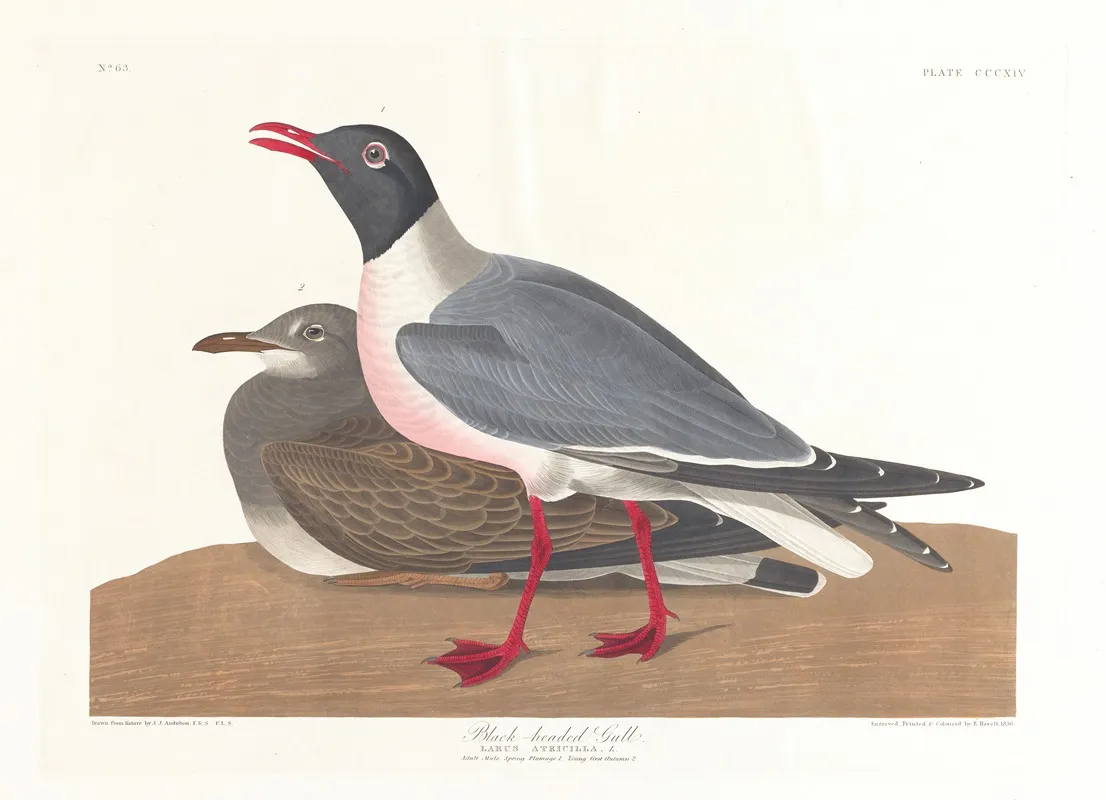 Black Headed Gull Wall Art by John James Audubon - High-Resolution Digital Print
