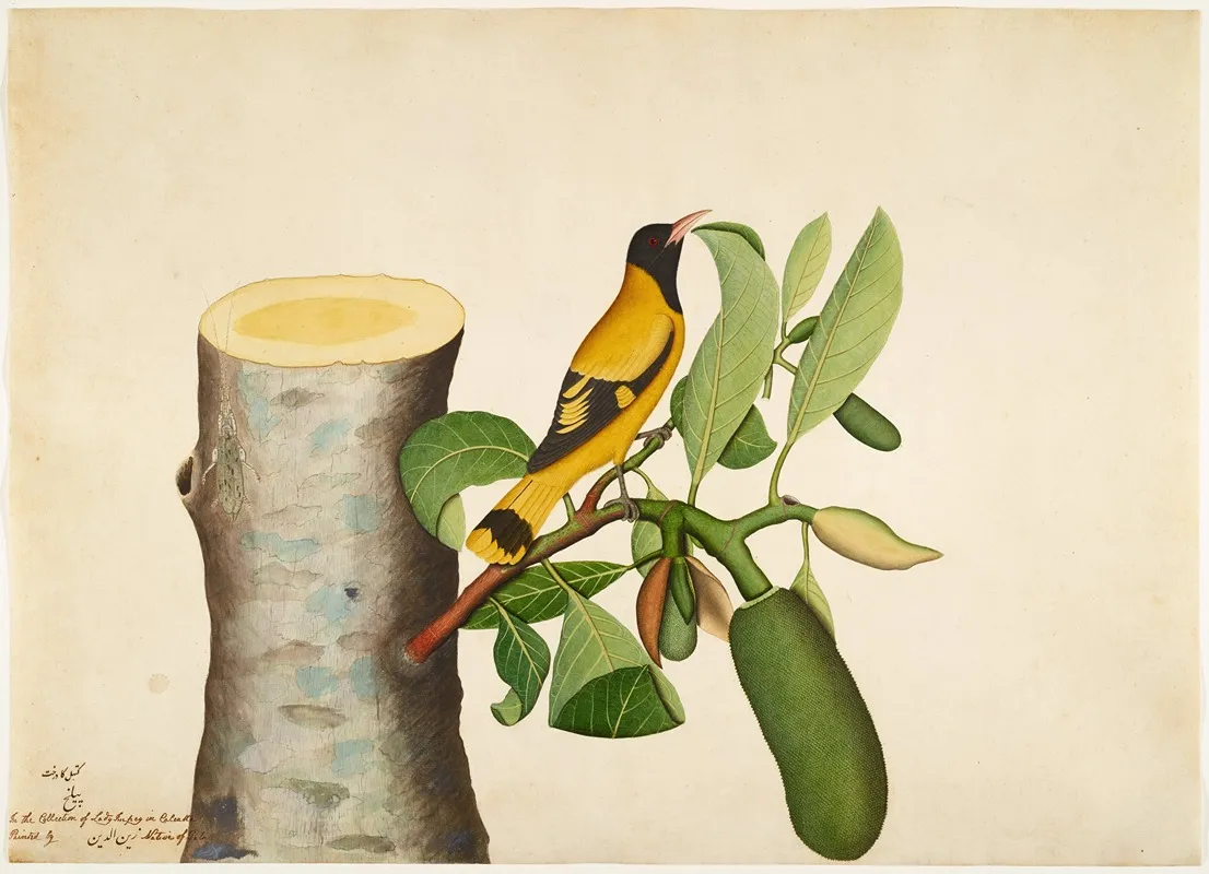 Black Hooded Oriole And Insect On Jackfruit Stump Wall Art by Sheikh Zain al-Din - High-Resolution Digital Print
