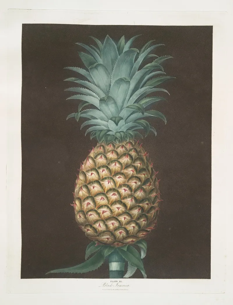 Black Jamaica Pineapple Wall Art by George Brookshaw - High-Resolution Digital Print