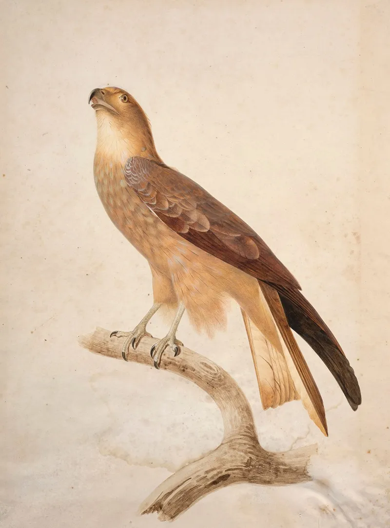 Black Kite Milvus Migrans Wall Art by Jacques Barraband - High-Resolution Digital Print