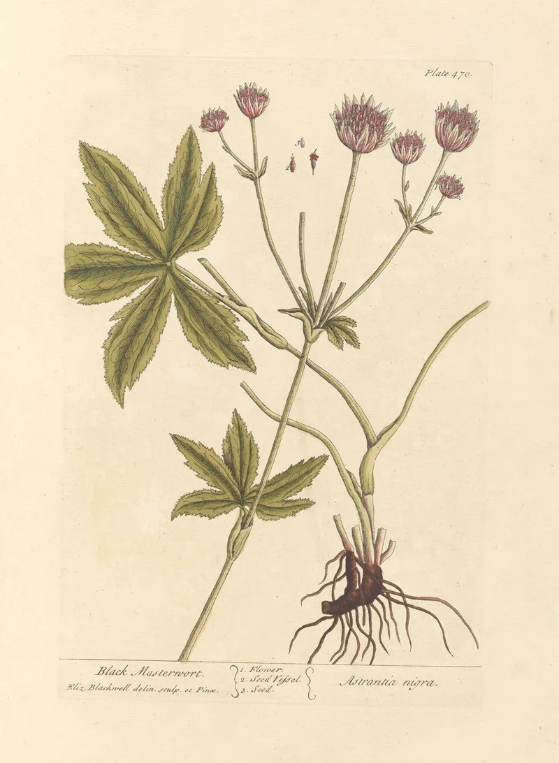 Black Masterwort Wall Art by Elizabeth Blackwell - High-Resolution Digital Print