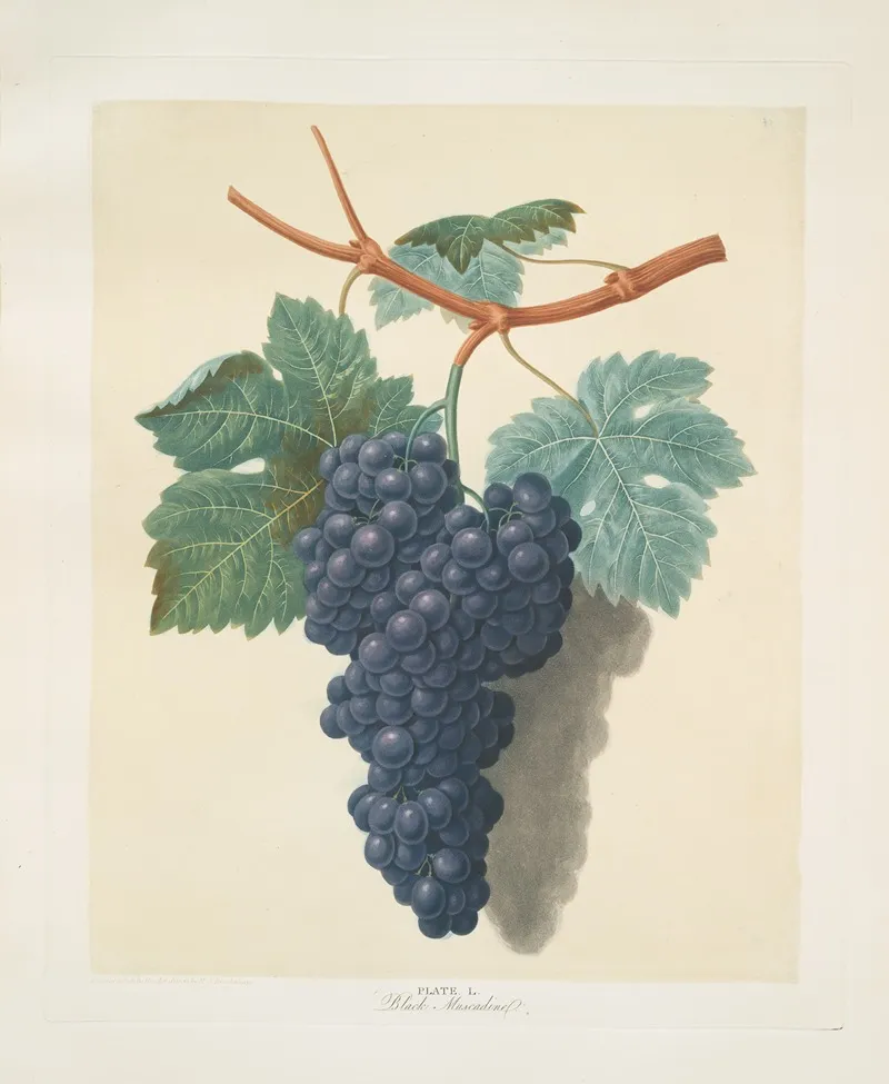 Black Muscadine Grapes Wall Art by George Brookshaw - High-Resolution Digital Print