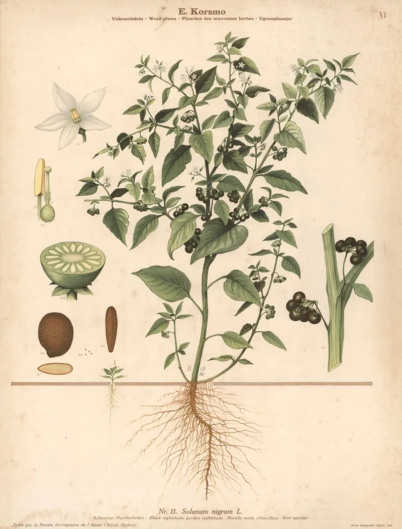 Black Nightshade Garden Nightshade Wall Art by Knut Quelprud - High-Resolution Digital Print