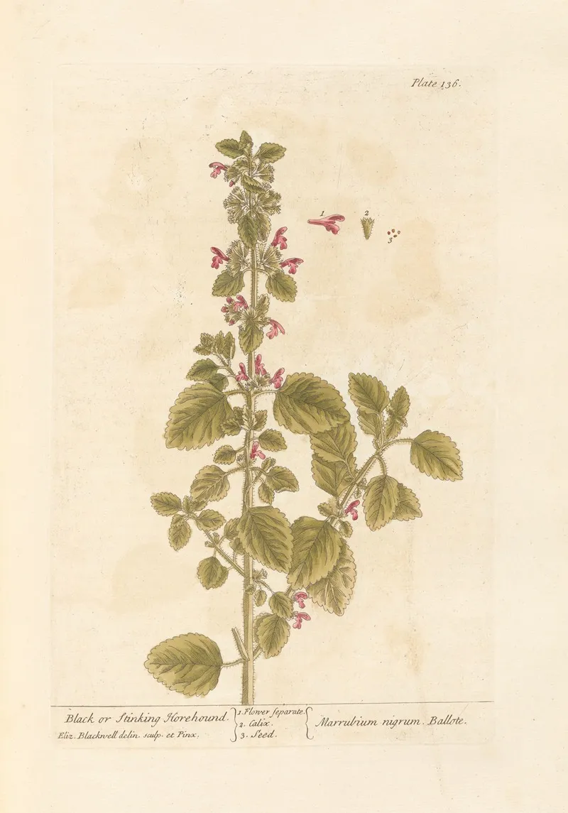 Black Or Stinking Horehound Wall Art by Elizabeth Blackwell - High-Resolution Digital Print