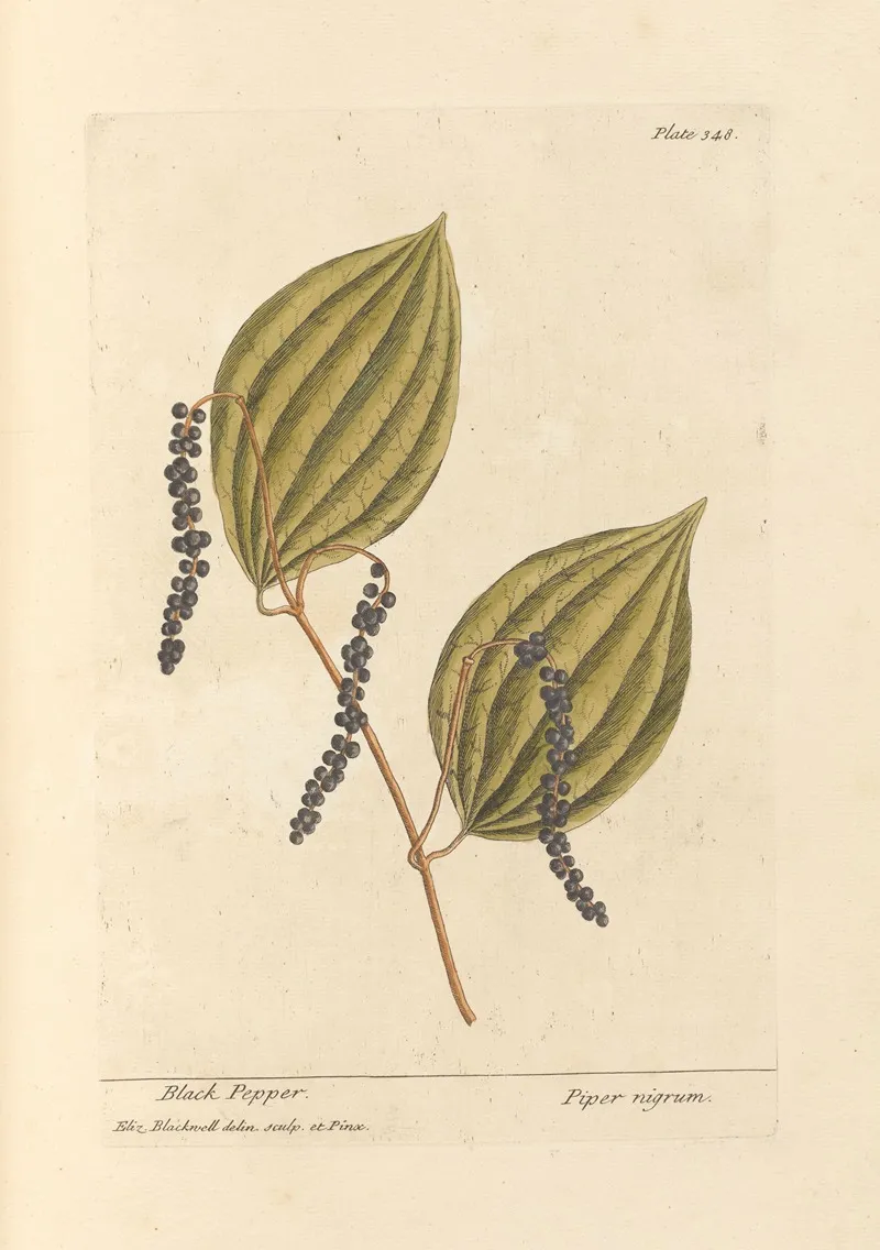 Black Pepper Wall Art by Elizabeth Blackwell - High-Resolution Digital Print