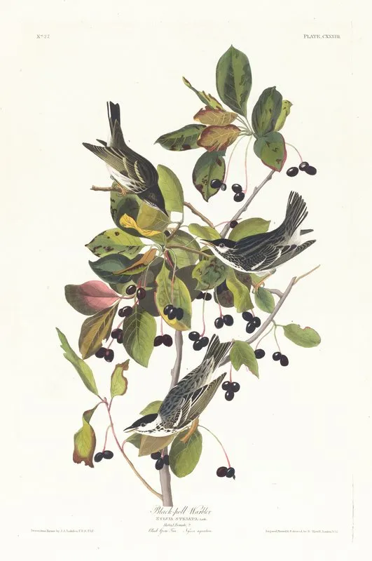 Black Poll Warbler Wall Art by John James Audubon - High-Resolution Digital Print