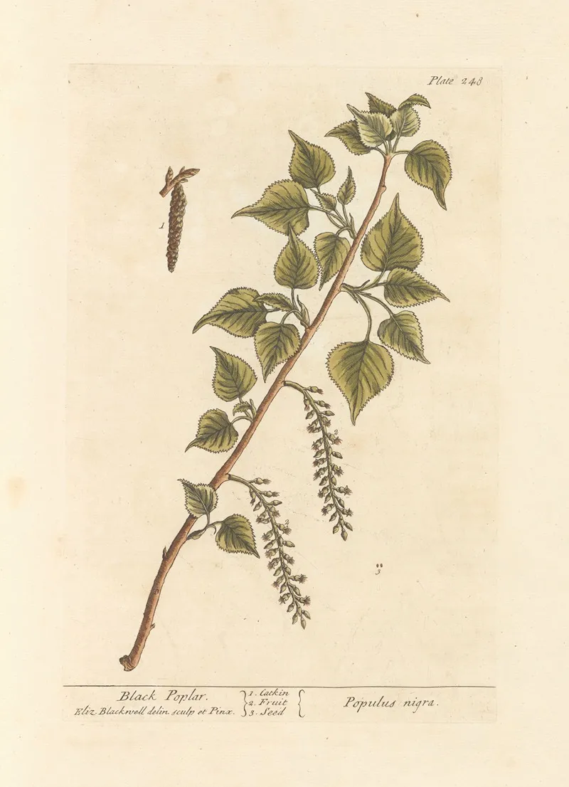 Black Poplar Wall Art by Elizabeth Blackwell - High-Resolution Digital Print