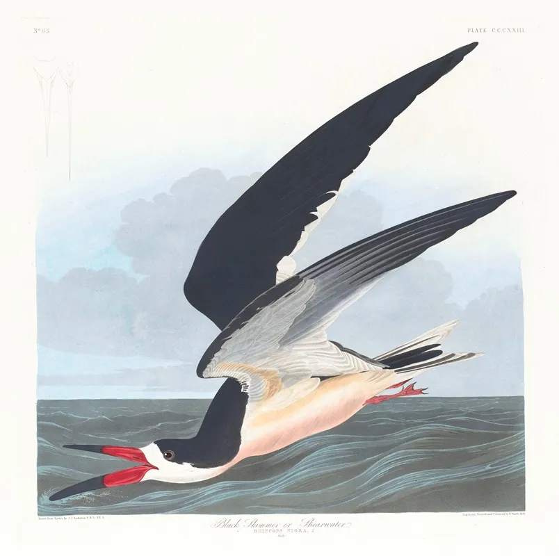 Black Skimmer Or Shearwater Wall Art by John James Audubon - High-Resolution Digital Print