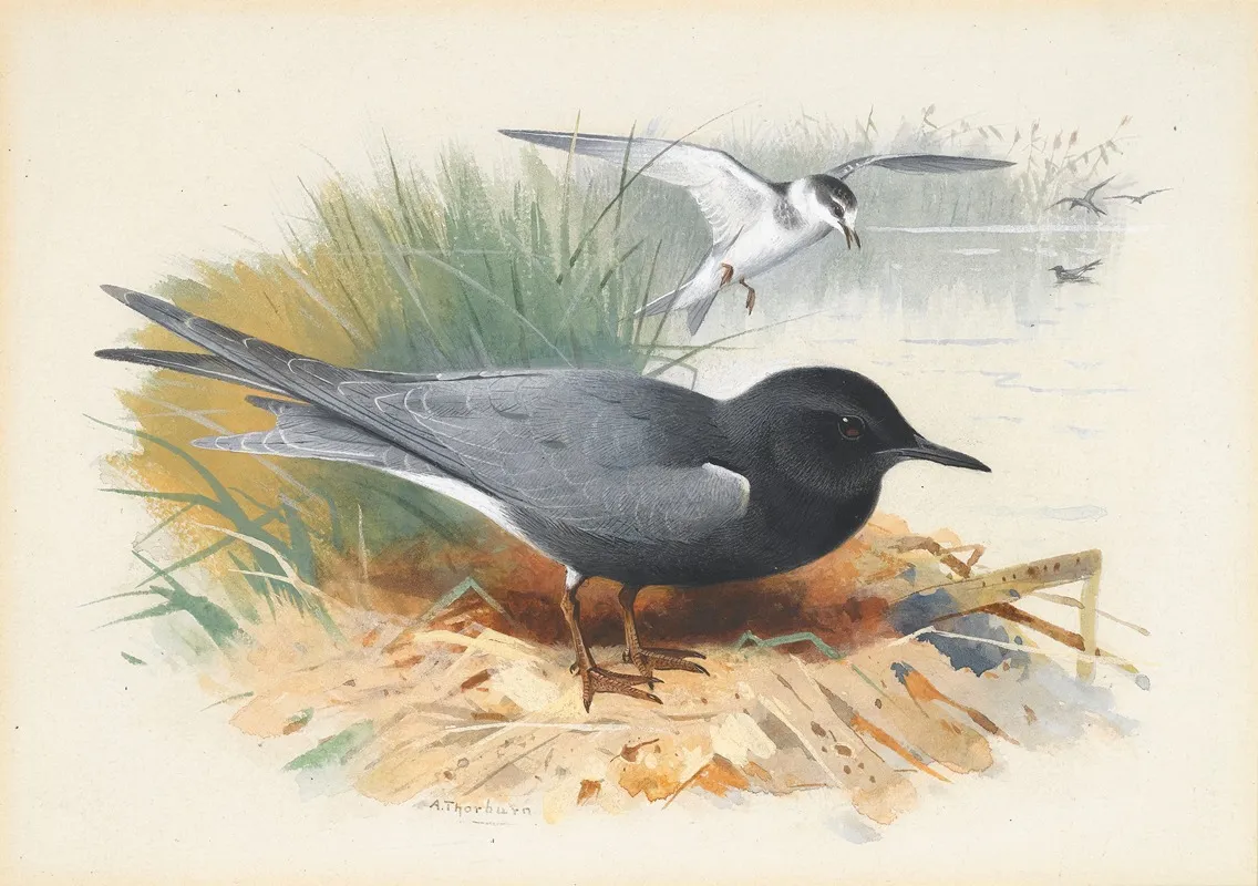 Black Tern Great Shearwater Wall Art by Archibald Thorburn - High-Resolution Digital Print