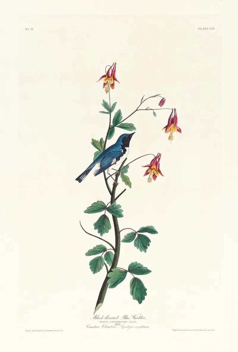 Black Throated Blue Warbler Wall Art by John James Audubon - High-Resolution Digital Print