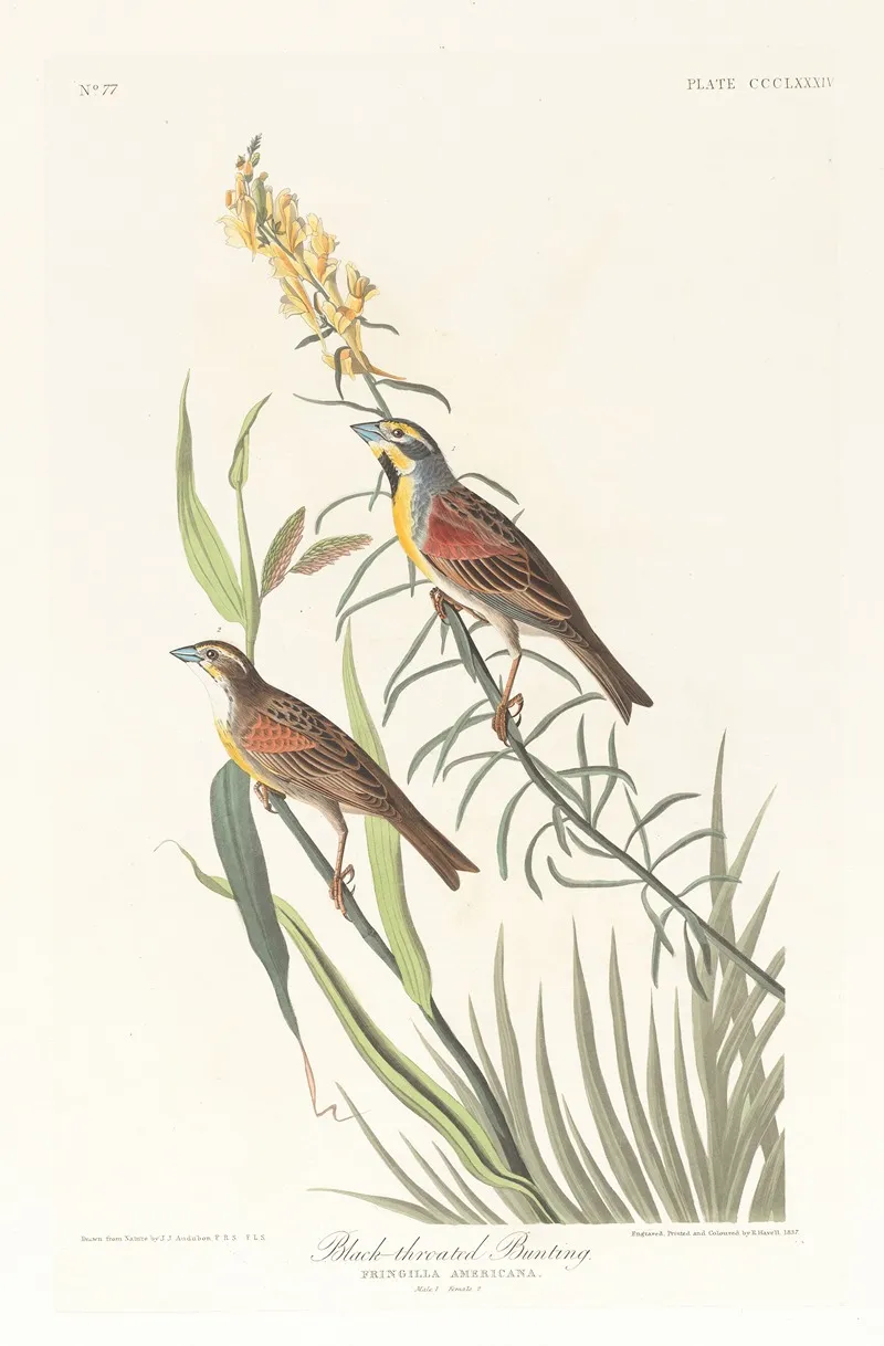 Black Throated Bunting Wall Art by John James Audubon - High-Resolution Digital Print