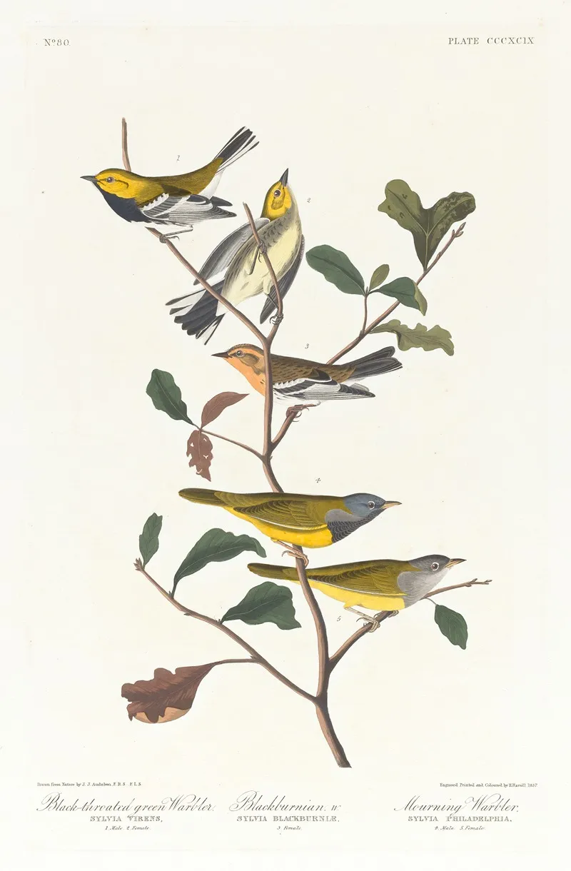 Black Throated Green Warbler Blackburnian W Mourning Warbler Wall Art by John James Audubon - High-Resolution Digital Print