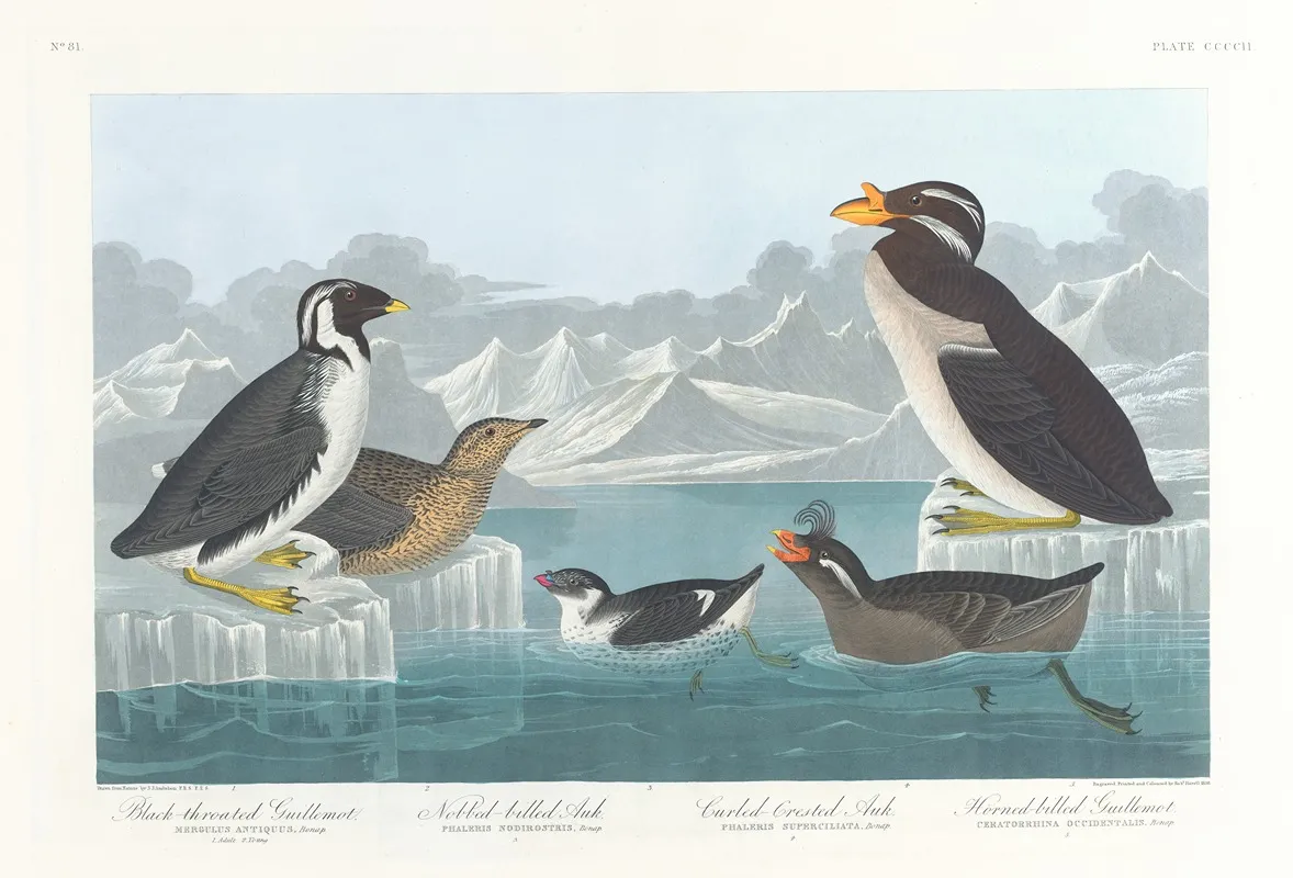 Black Throated Guillemot Nobbed Billed Auk Curled Crested Auk Horned Billed Guillemot Wall Art by John James Audubon - High-Resolution Digital Print
