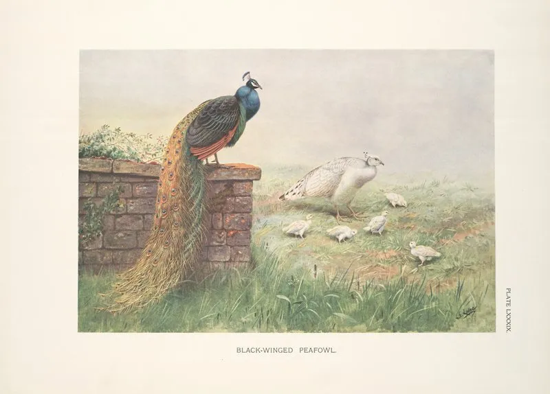 Black Winged Peafowl 2 Wall Art by George Edward Lodge - High-Resolution Digital Print