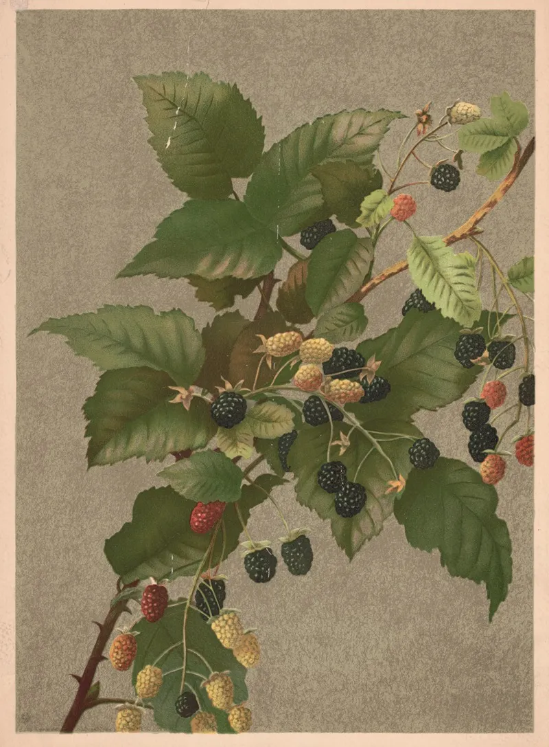 Blackberries Wall Art by Ellen Fisher - High-Resolution Digital Print