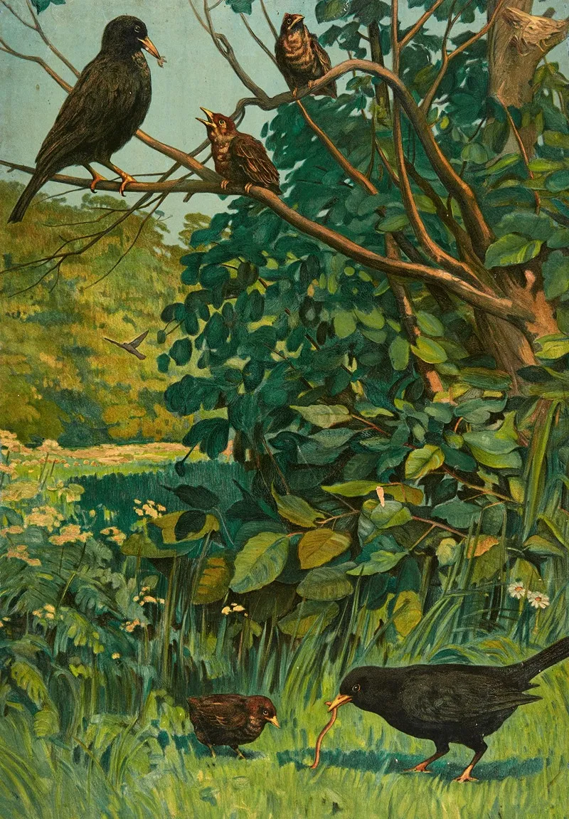 Blackbird 2