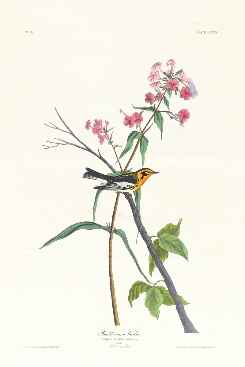 Blackburnian Warbler Wall Art by John James Audubon - High-Resolution Digital Print