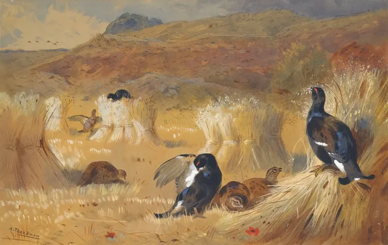 Blackcock In A Field Wall Art by Archibald Thorburn - High-Resolution Digital Print