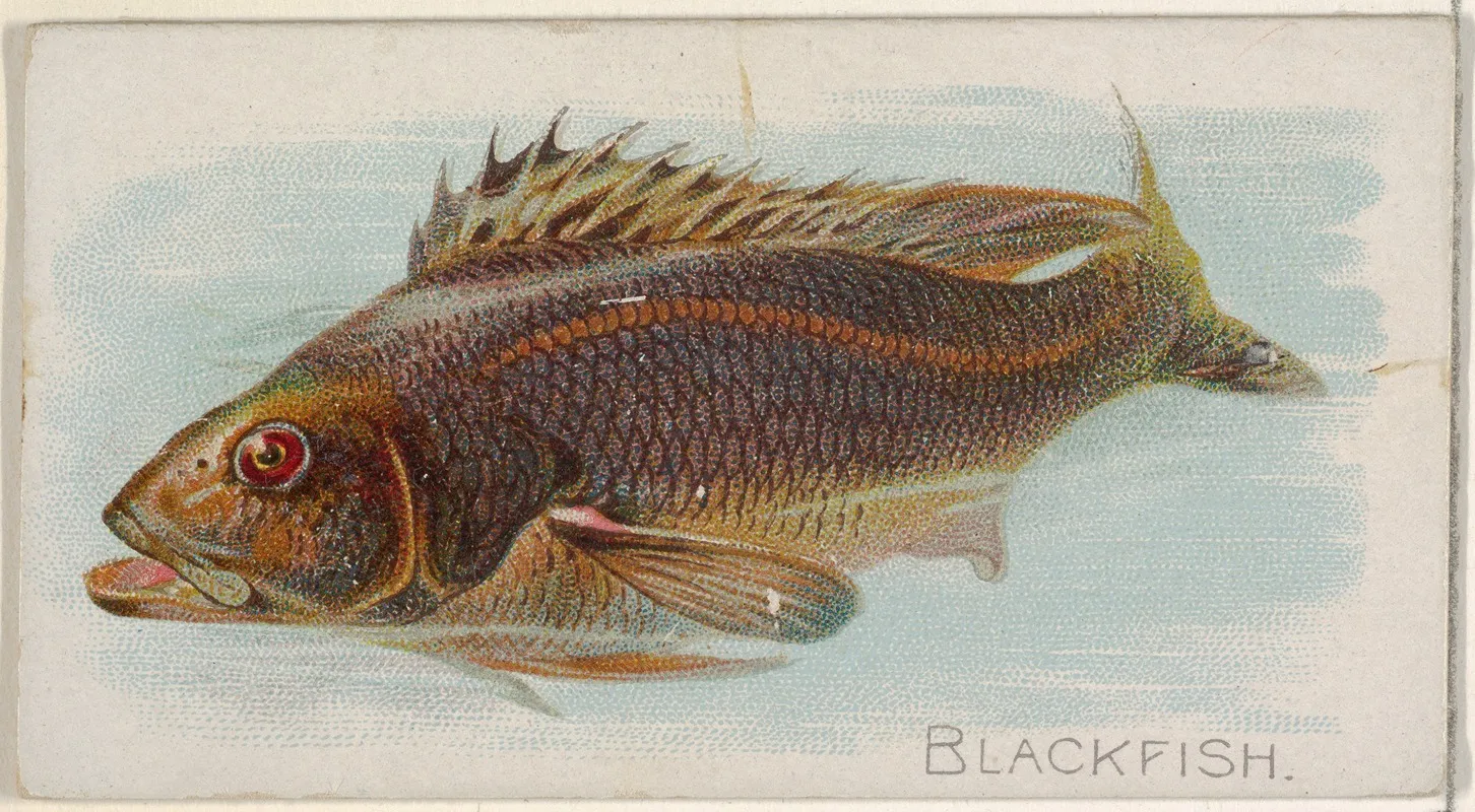Blackfish Wall Art by Allen &amp; Ginter - High-Resolution Digital Print