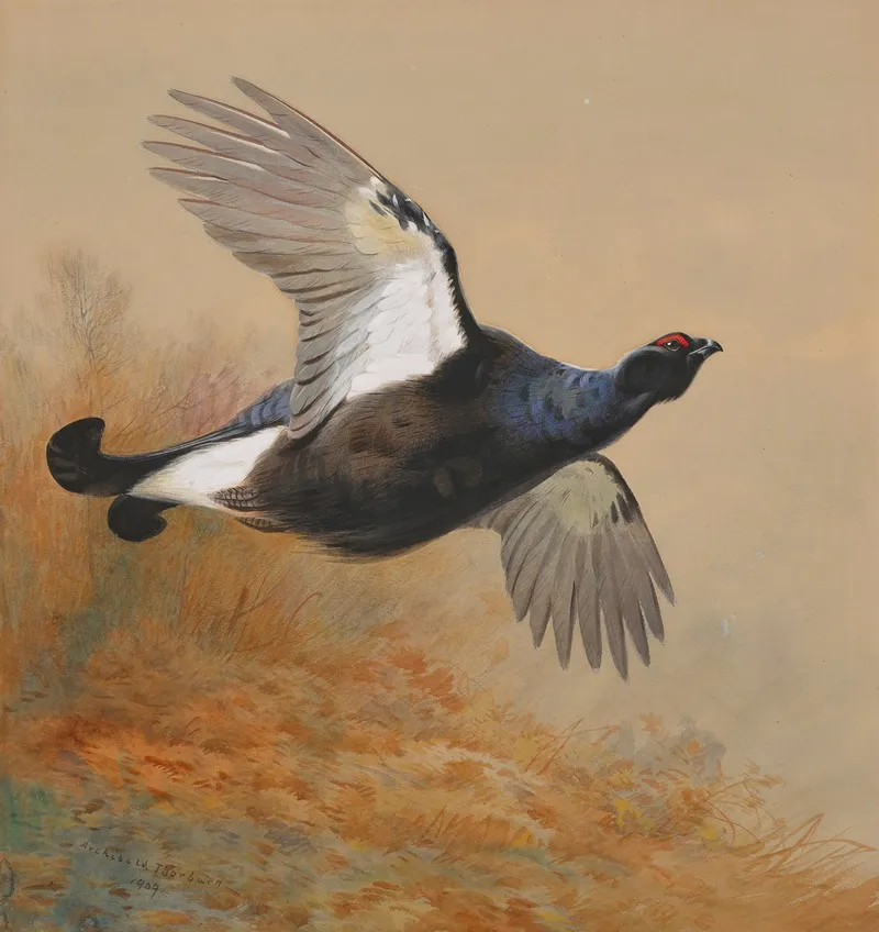 Blackgame In Flight Wall Art by Archibald Thorburn - High-Resolution Digital Print
