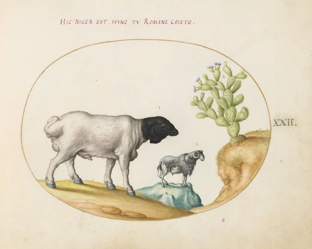 Blackhead Persian Sheep And A Sheep With A Long Tail With A Cactus