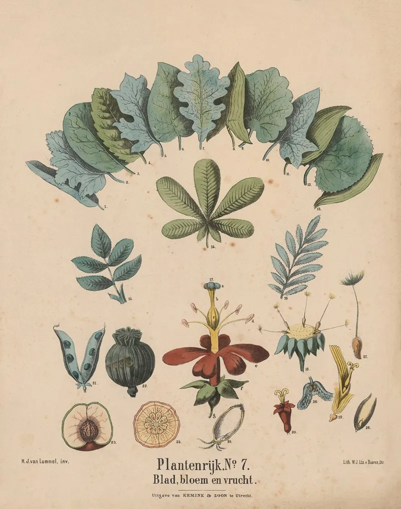 Blad Bloem En Vrucht Wall Art by Hendrik Jan van Lummel - High-Resolution Digital Print
