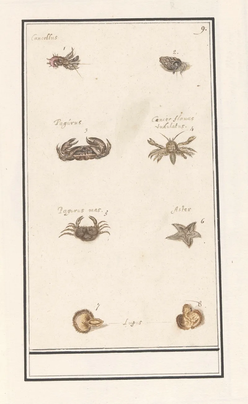 Blad Met Acht Kreeftachtigen En Weekdieren Wall Art by Anselmus Boëtius de Boodt - High-Resolution Digital Print