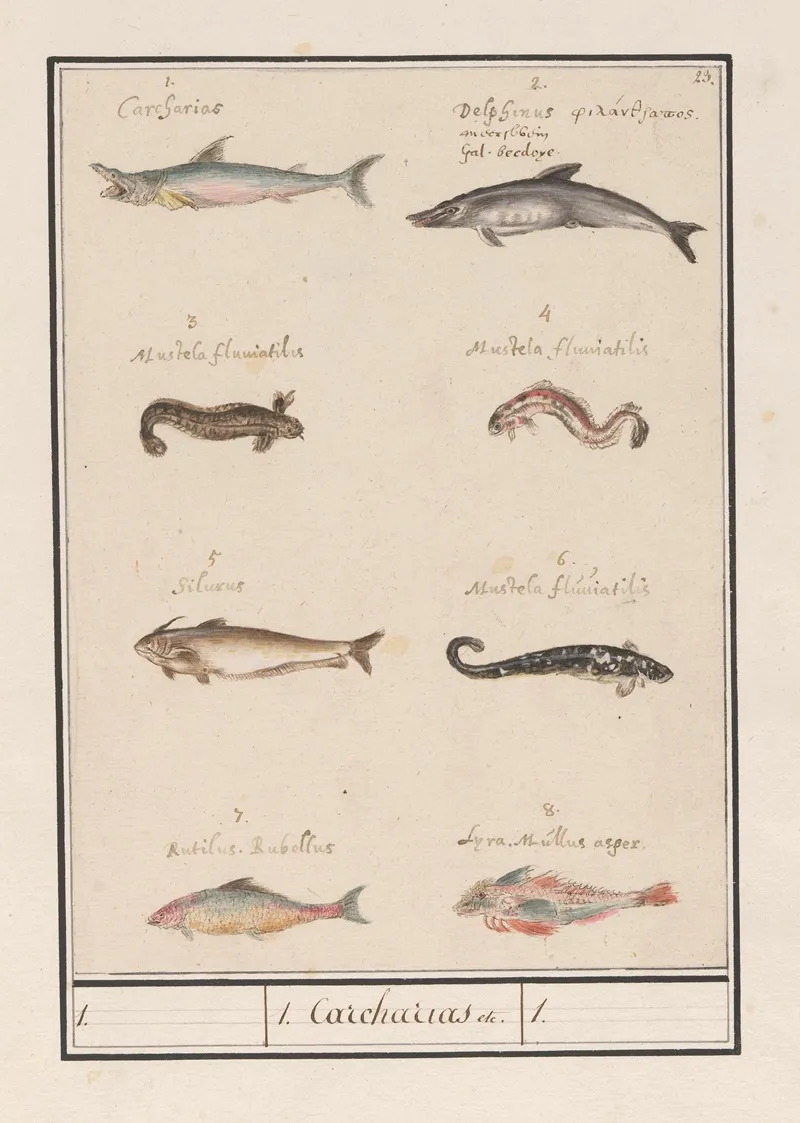 Blad Met Acht Verschillende Vissen 1 Carcharias Wall Art by Anselmus Boëtius de Boodt - High-Resolution Digital Print
