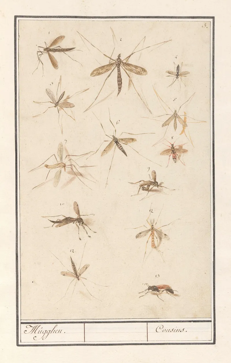 Blad Met Dertien Muggen Mugghen Cousins Wall Art by Anselmus Boëtius de Boodt - High-Resolution Digital Print