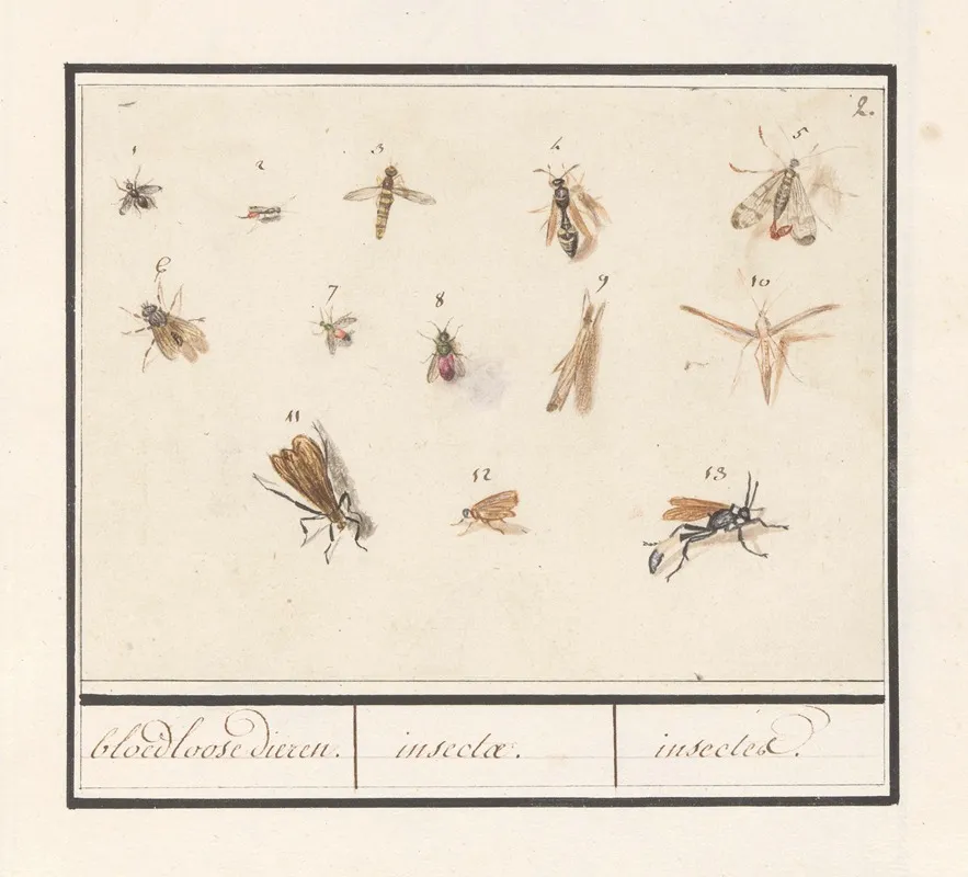 Blad Met Dertien Vliegende Insecten Bloedloose Dieren Insectae Insectes Wall Art by Anselmus Boëtius de Boodt - High-Resolution Digital Print
