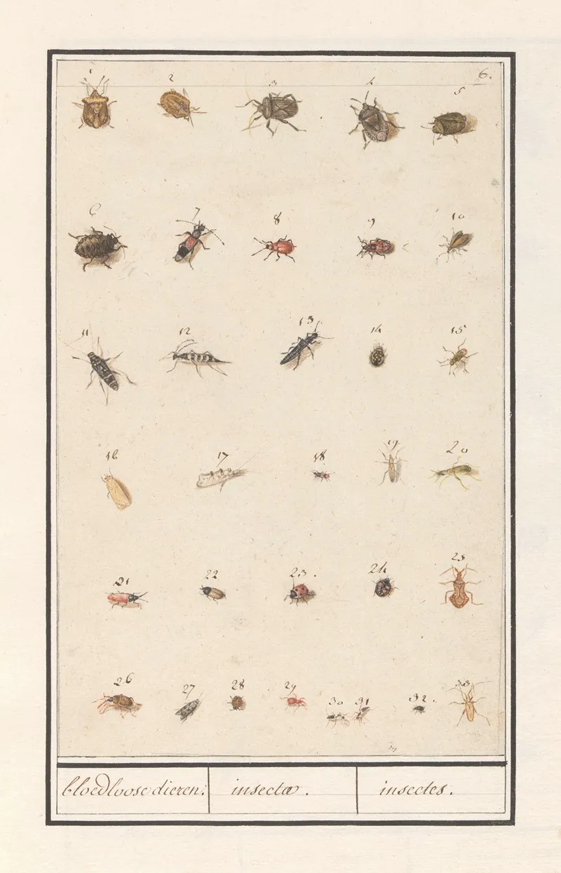 Blad Met Drieendertig Insecten Bloedloose Dieren Insectae Insectes Wall Art by Anselmus Boëtius de Boodt - High-Resolution Digital Print