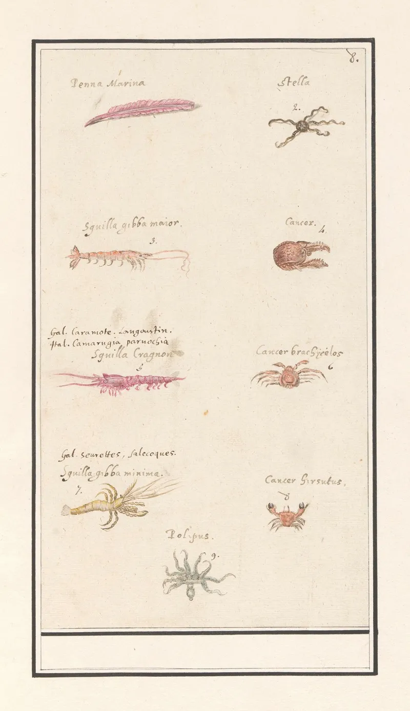 Blad Met Negen Kreeftachtigen En Weekdieren Wall Art by Anselmus Boëtius de Boodt - High-Resolution Digital Print