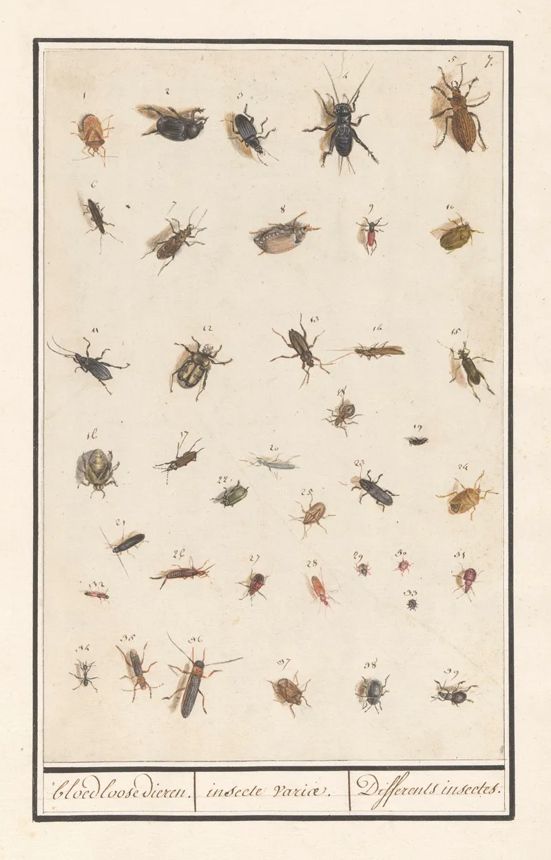 Blad Met Negenendertig Insecten Bloedloose Dieren Insecte Variae Differents Insectes Wall Art by Anselmus Boëtius de Boodt - High-Resolution Digital Print