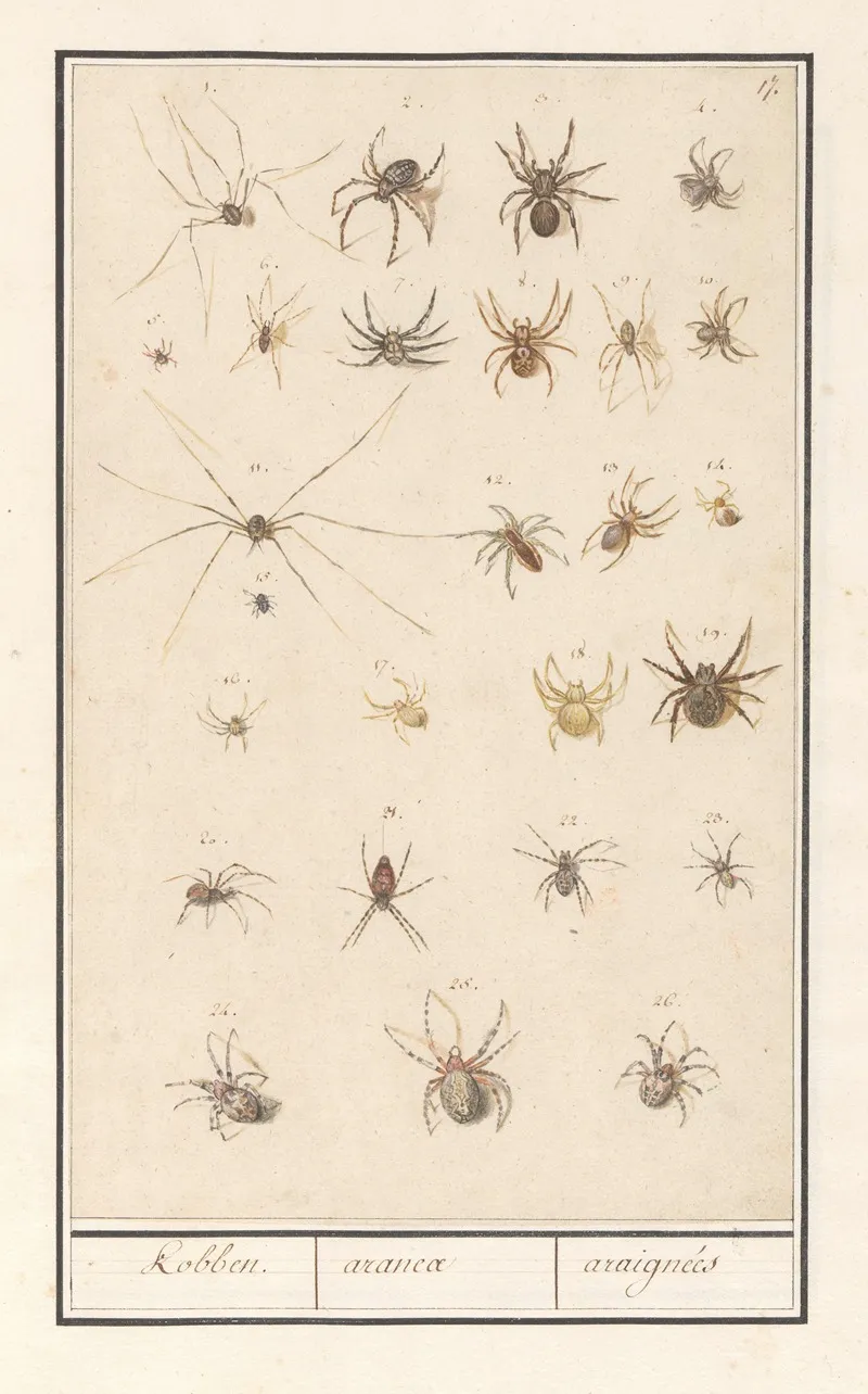Blad Met Spinnen Kobben Aranea Araignees Wall Art by Anselmus Boëtius de Boodt - High-Resolution Digital Print