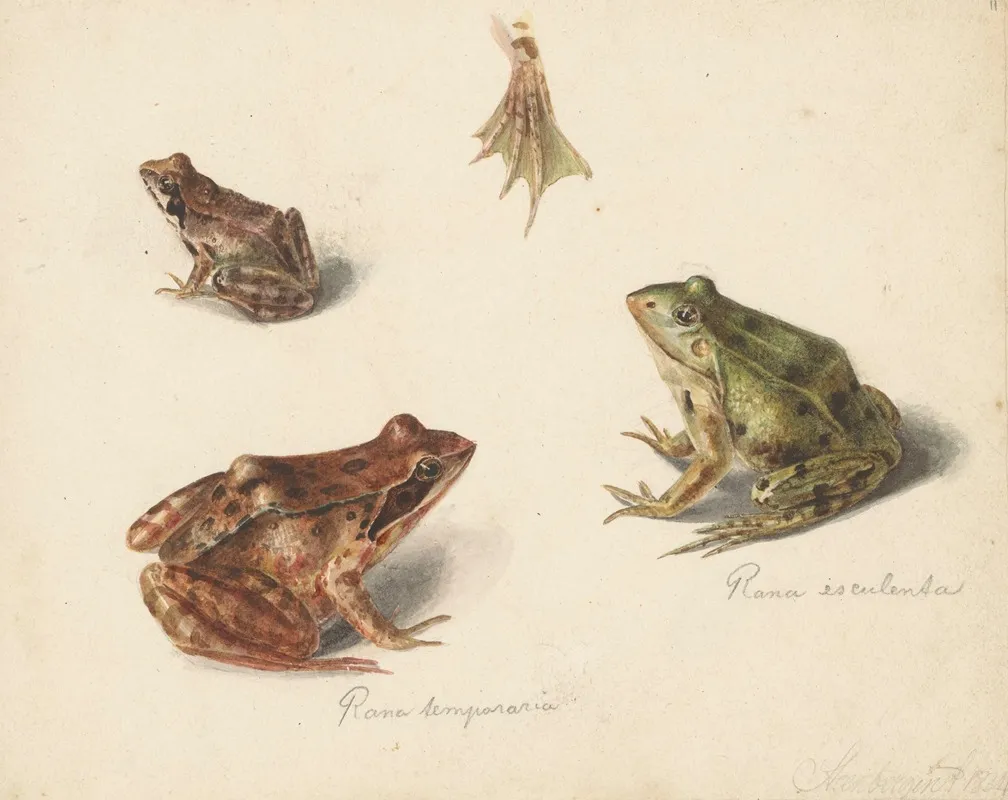 Blad Met Studie Van Een Bruine Landkikker Rechts Links Een Groene Waterkikker Wall Art by Albertus Steenbergen - High-Resolution Digital Print