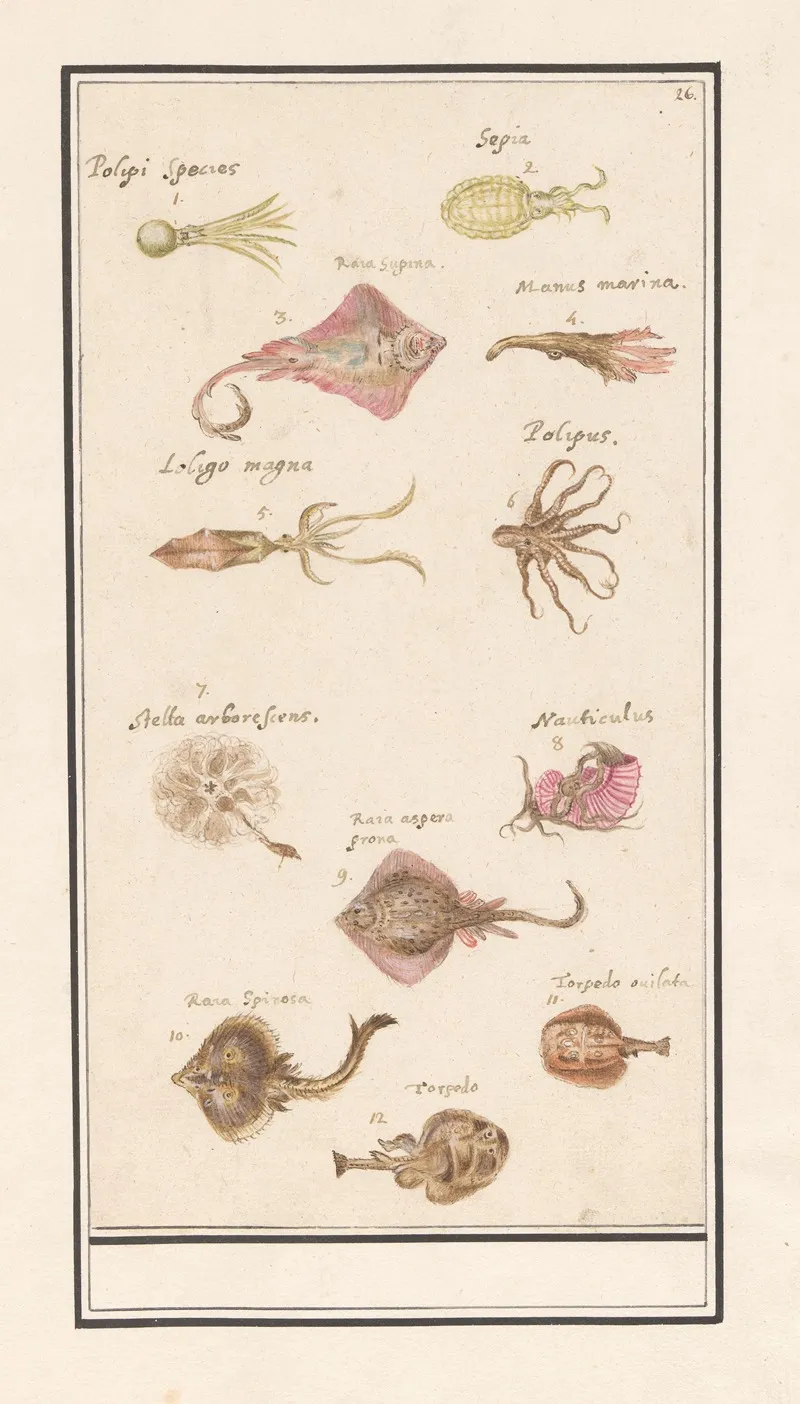 Blad Met Twaalf Vissen En Inktvissen Wall Art by Anselmus Boëtius de Boodt - High-Resolution Digital Print