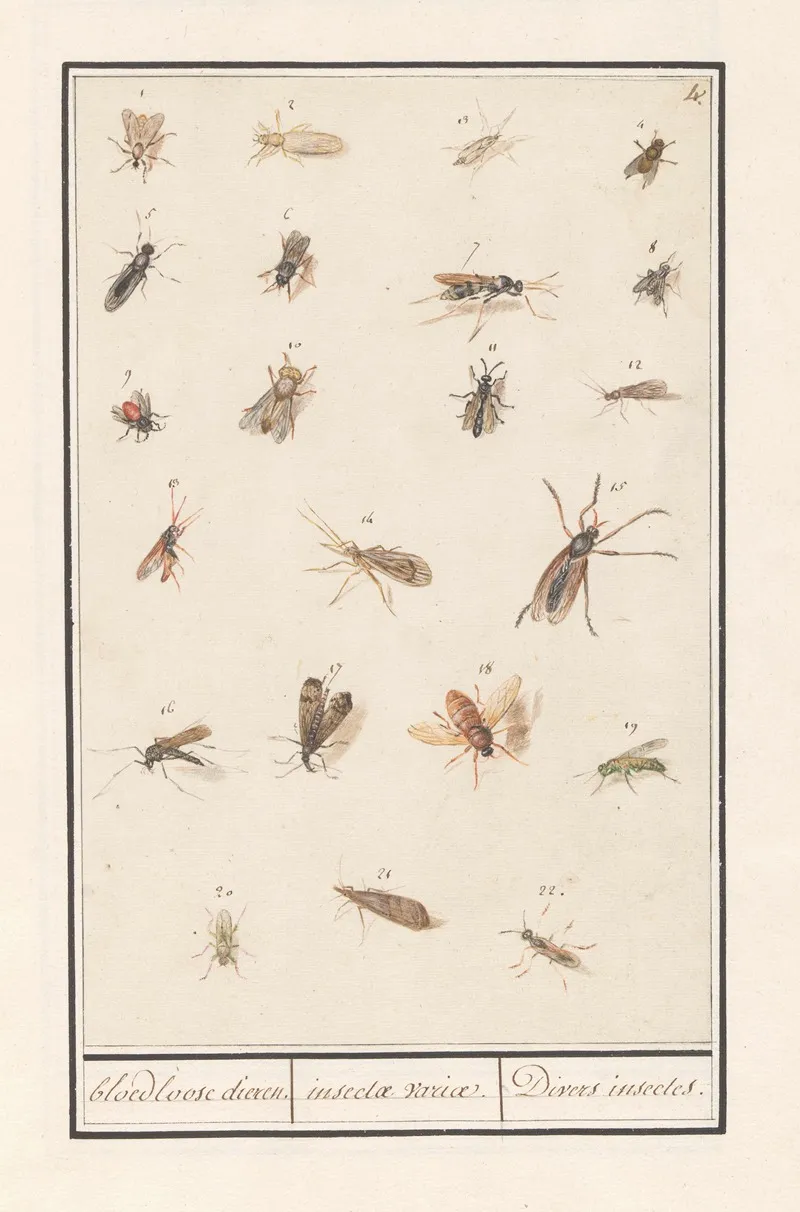 Blad Met Tweeentwintig Gevleugelde Insecten Bloedloose Dieren Insectae Variae Divers Insectes Wall Art by Anselmus Boëtius de Boodt - High-Resolution Digital Print