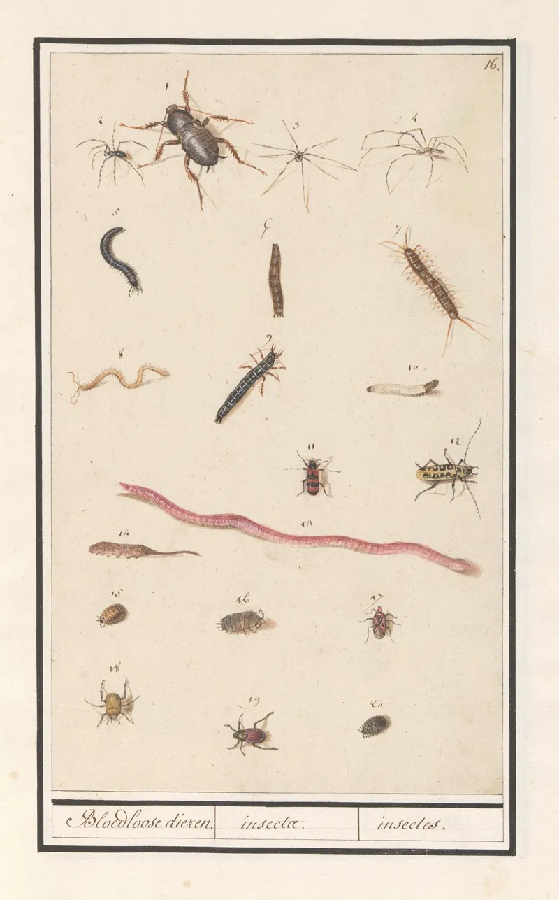 Blad Met Verschillende Insecten En Spinnen Bloedloose Dieren Insectae Insectes Wall Art by Anselmus Boëtius de Boodt - High-Resolution Digital Print