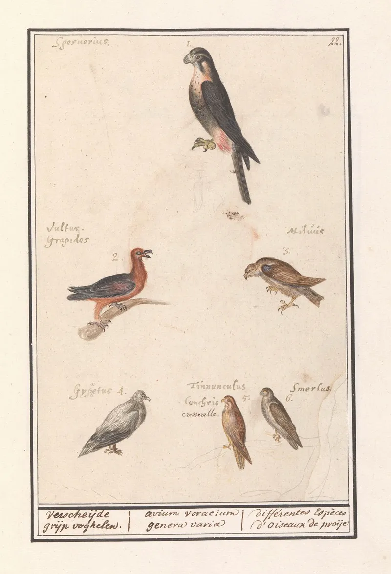 Blad Met Zes Roofvogels Verscheijde Grijp Voghelen Avium Voracium Genera Varia Differentes Especes Doiseaux De Proije Wall Art by Anselmus Boëtius de Boodt - High-Resolution Digital Print