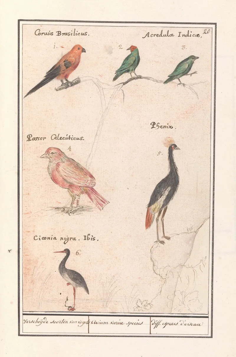 Blad Met Zes Vogels Verscheijde Soorten Van Vogels Avium Variae Species Diff Especes Doiseau Wall Art by Anselmus Boëtius de Boodt - High-Resolution Digital Print