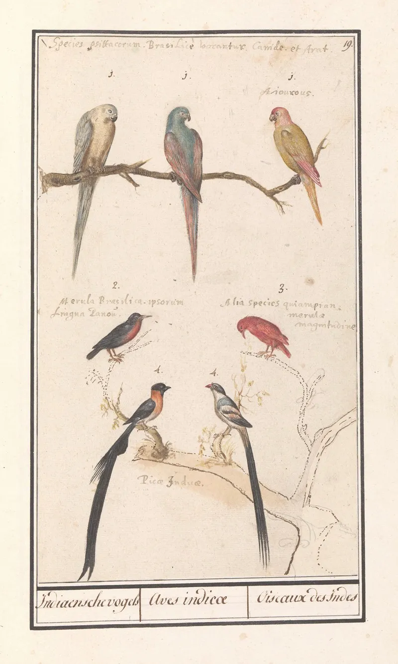 Blad Met Zeven Tropische Vogels Indiaensche Vogels Aves Indicae Oiseaux Des Indes Wall Art by Anselmus Boëtius de Boodt - High-Resolution Digital Print