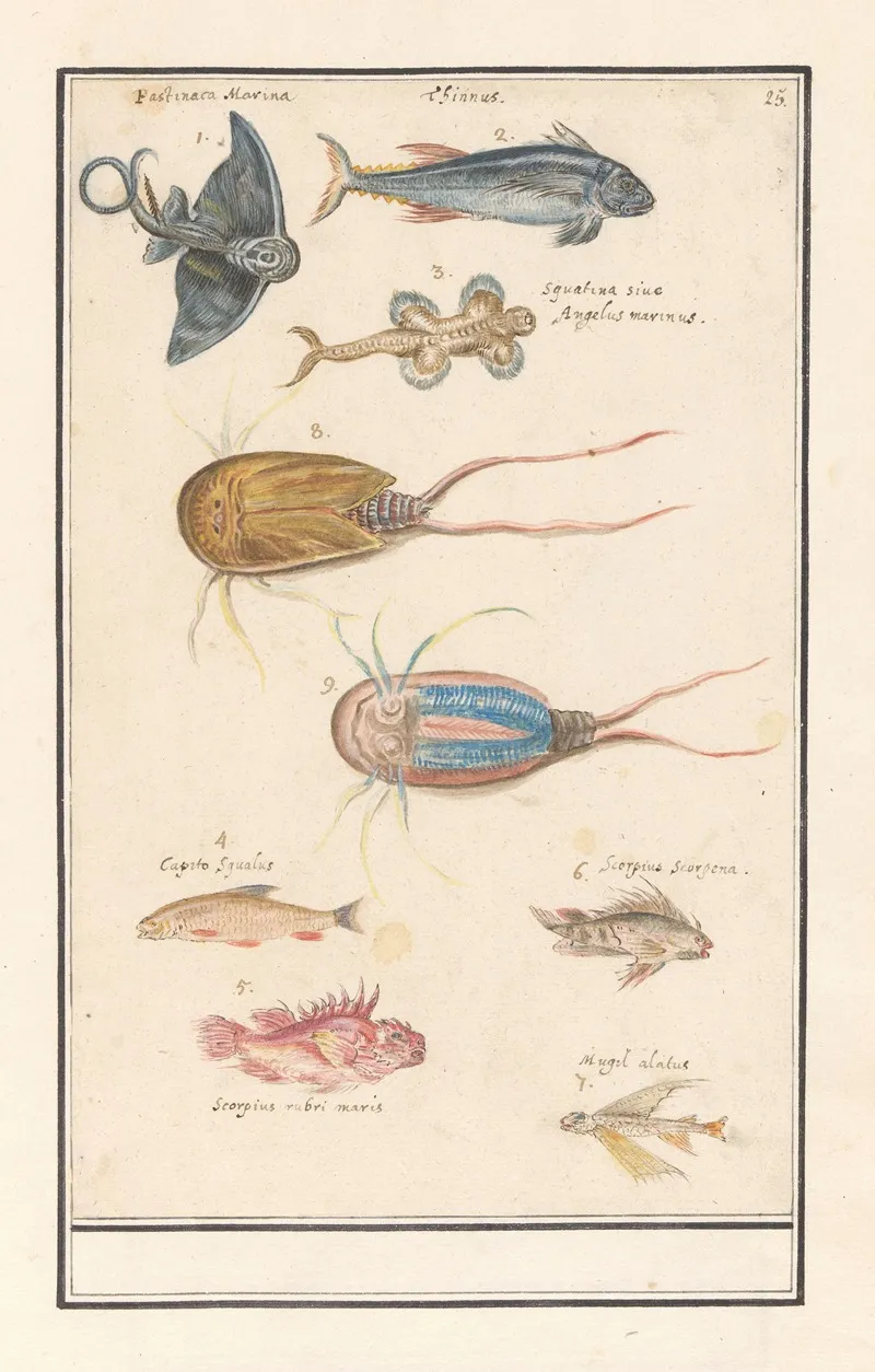 Blad Met Zeven Verschillende Vissen En Een Degenkrab Wall Art by Anselmus Boëtius de Boodt - High-Resolution Digital Print