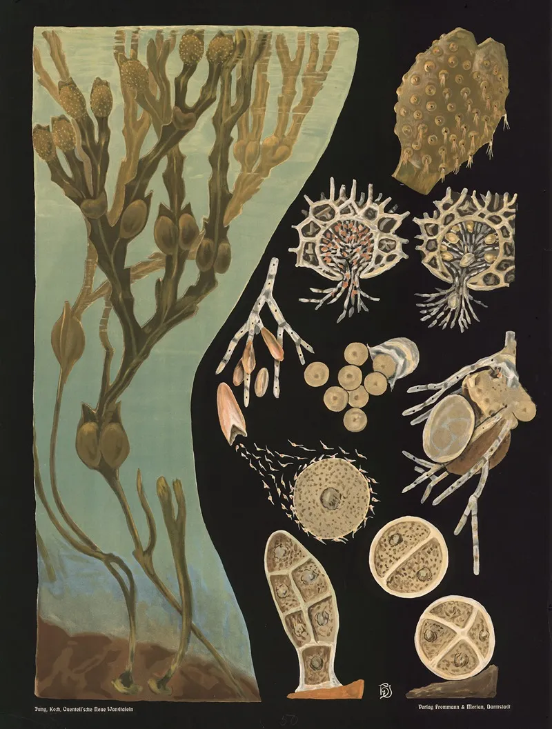 Bladderwrack Fucus Vesiculosus Wall Art by Gottlieb von Koch - High-Resolution Digital Print