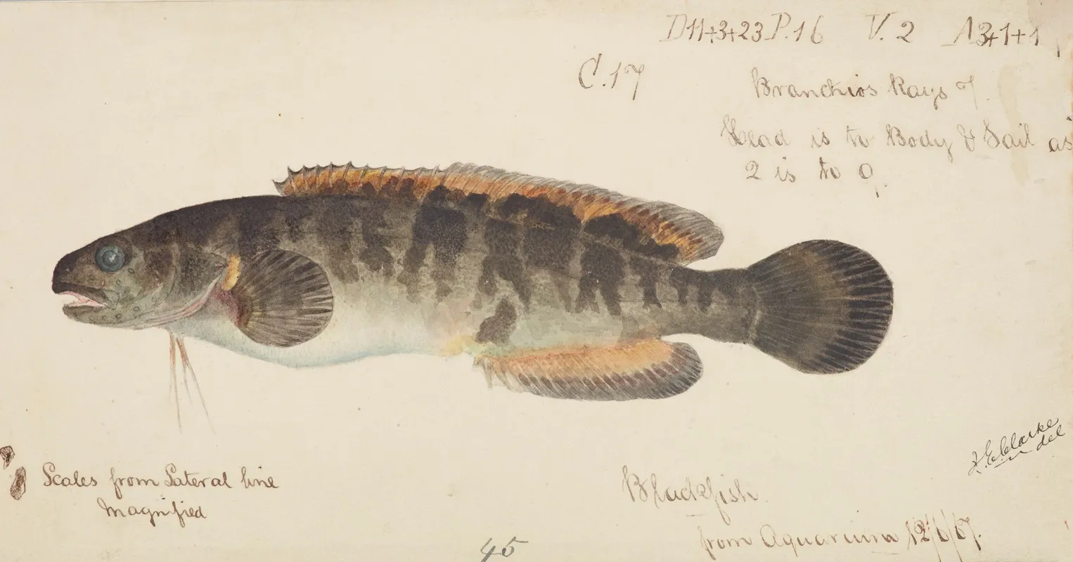 Bladefish