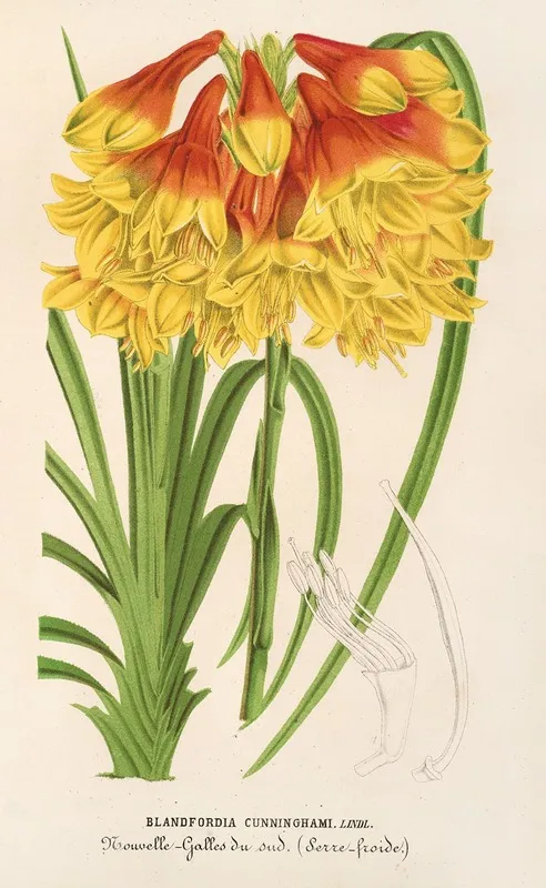 Blandfordia Cunninghamii Wall Art by Charles Antoine Lemaire - High-Resolution Digital Print