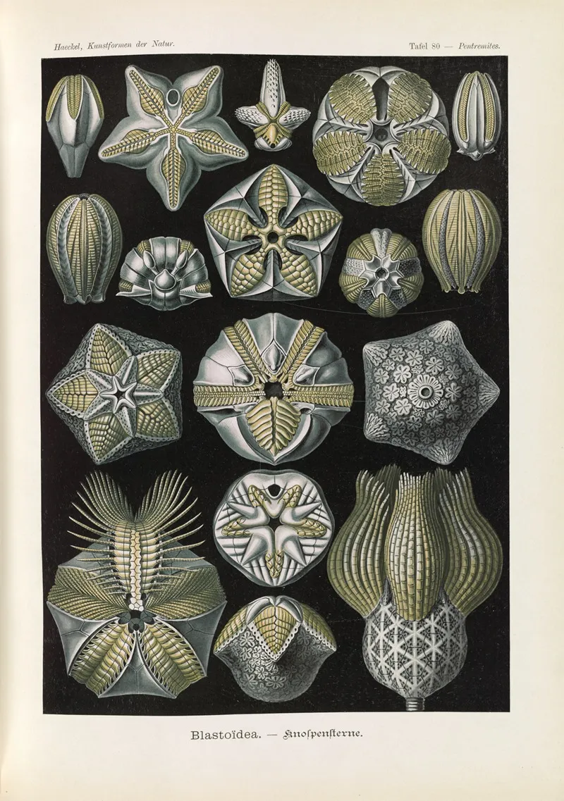 Blastoidea Knospensterne Wall Art by Ernst Haeckel - High-Resolution Digital Print