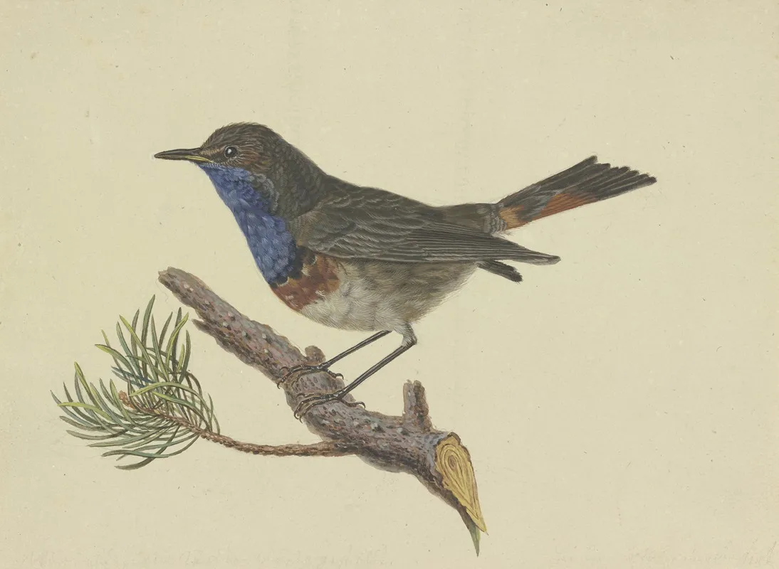 Blaukehlchen Auf Einem Kiefernzweig Sitzend Nach Links Wall Art by Ambrosius Gabler - High-Resolution Digital Print