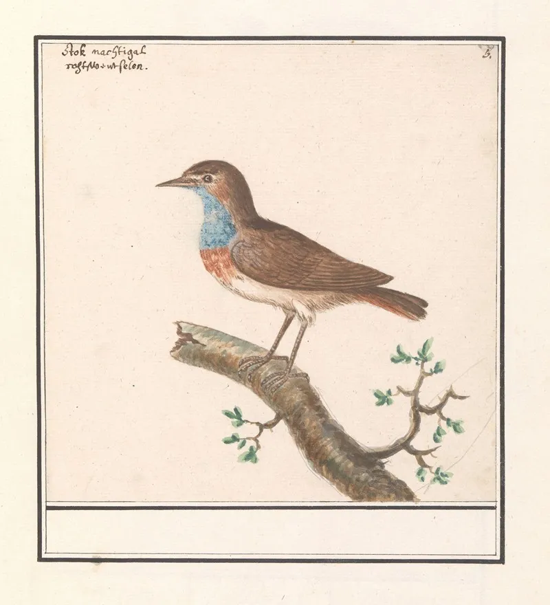 Blauwborst Luscinia Svecica Wall Art by Anselmus Boëtius de Boodt - High-Resolution Digital Print