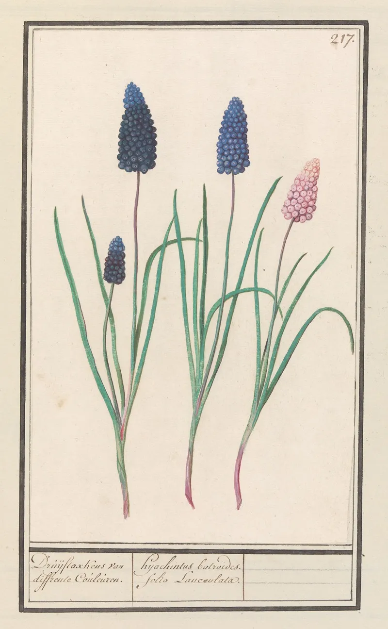 Blauwe Druifjes Muscari Botryoides Wall Art by Anselmus Boëtius de Boodt - High-Resolution Digital Print