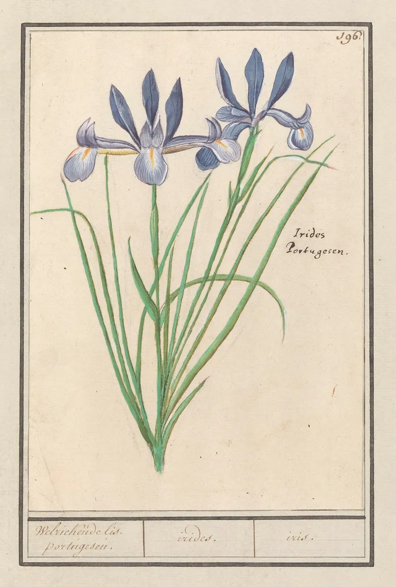 Blauwe Lis Iris Sibirica Welriekende Lis Portugesen Irides Iris Wall Art by Anselmus Boëtius de Boodt - High-Resolution Digital Print